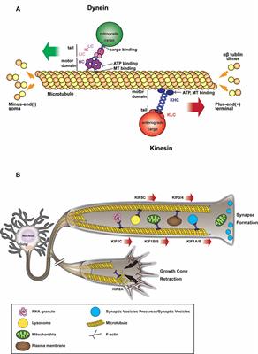 Anterograde <mark class="highlighted">Axonal Transport</mark> in Neuronal Homeostasis and Disease